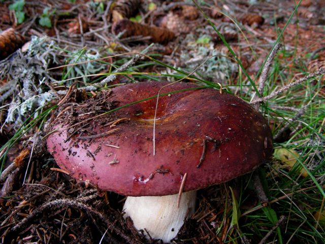 Escursione a 1500/1800,tanti funghi